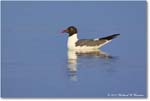 LaughingGull_ChincoNWR_2024Jun_R5B30070