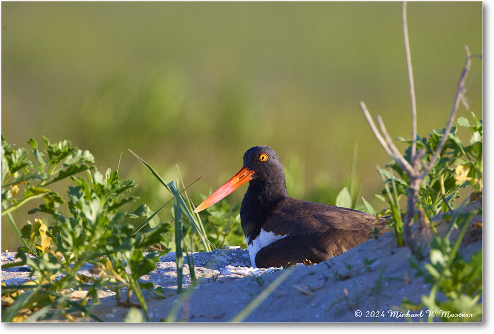 Oystercatcher_ChincoNWR_2024Jun_R5A23331