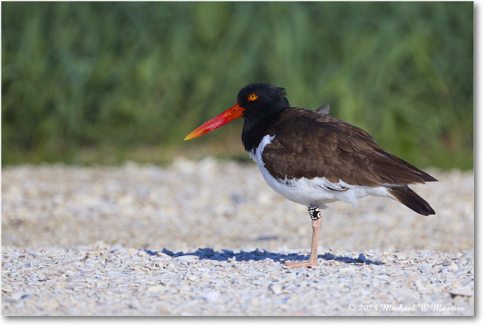 Oystercatcher_ChincoNWR_2024Jun_R5A23577