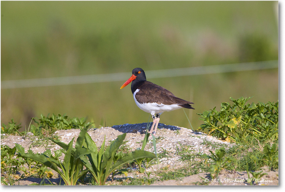 Oystercatcher_ChincoNWR_2024Jun_R5A23580