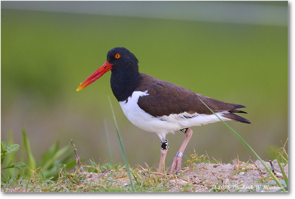 Oystercatcher_ChincoNWR_2024Jun_R5A24062