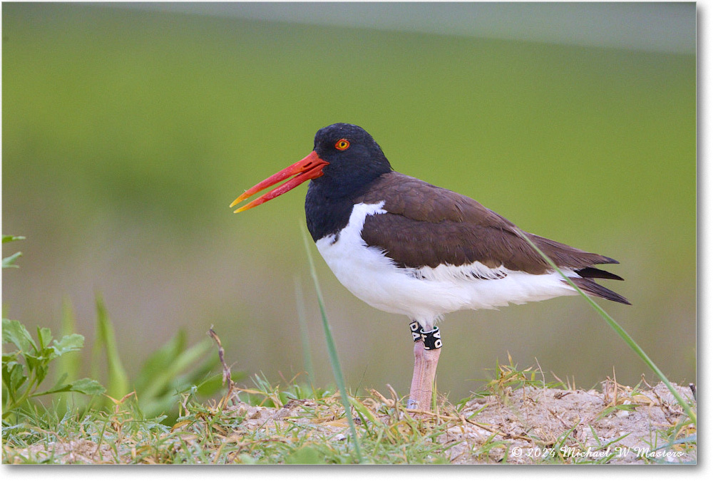 Oystercatcher_ChincoNWR_2024Jun_R5A24086