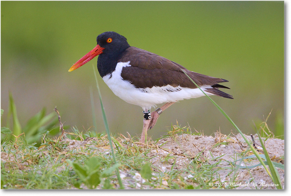 Oystercatcher_ChincoNWR_2024Jun_R5A24122