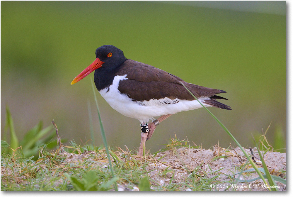 Oystercatcher_ChincoNWR_2024Jun_R5A24147