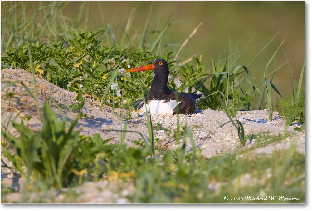 Oystercatcher_ChincoNWR_2024Jun_R5A24425