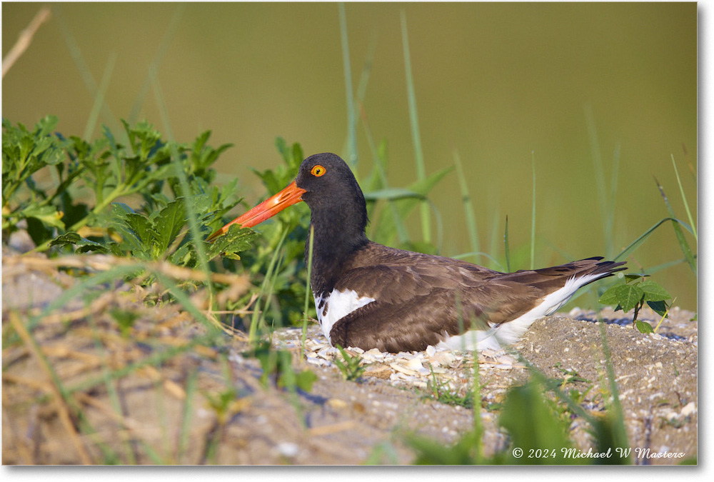 Oystercatcher_ChincoNWR_2024Jun_R5B28237