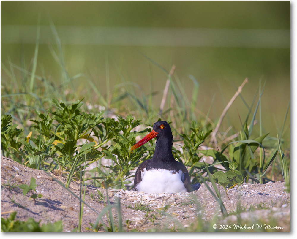 Oystercatcher_ChincoNWR_2024Jun_R5B28288