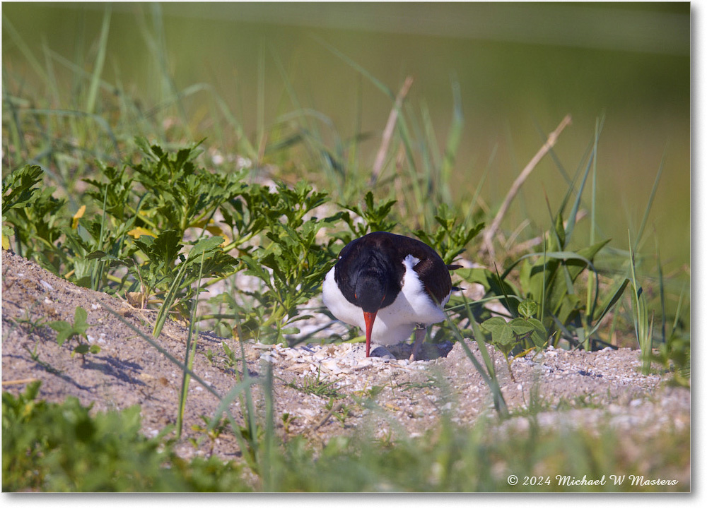 Oystercatcher_ChincoNWR_2024Jun_R5B28291