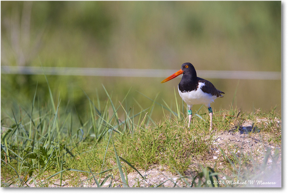 Oystercatcher_ChincoNWR_2024Jun_R5B28309