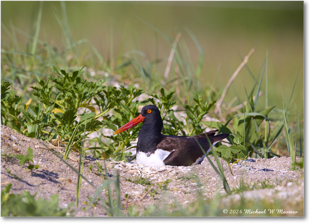 Oystercatcher_ChincoNWR_2024Jun_R5B28313