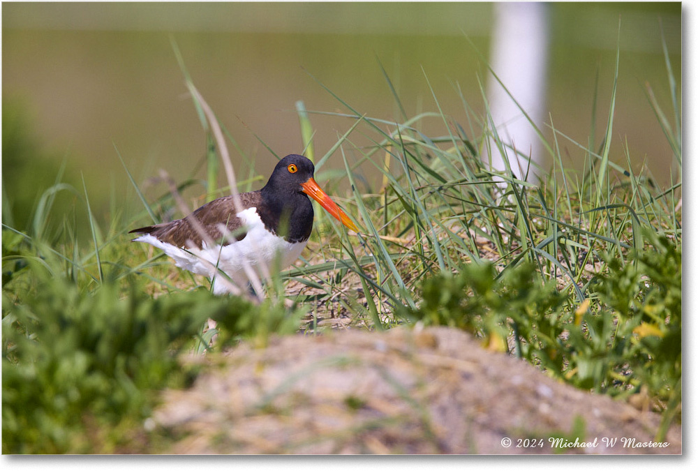 Oystercatcher_ChincoNWR_2024Jun_R5B28332