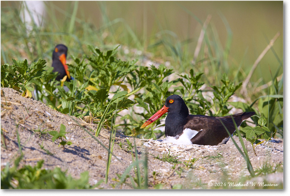 Oystercatcher_ChincoNWR_2024Jun_R5B28337