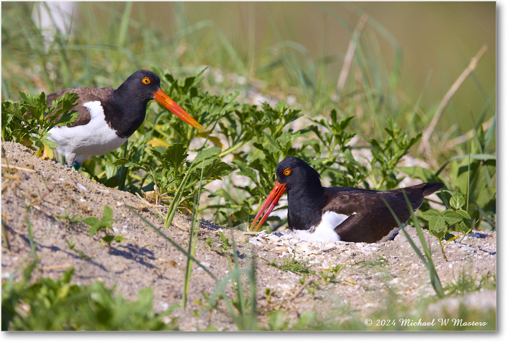 Oystercatcher_ChincoNWR_2024Jun_R5B28339