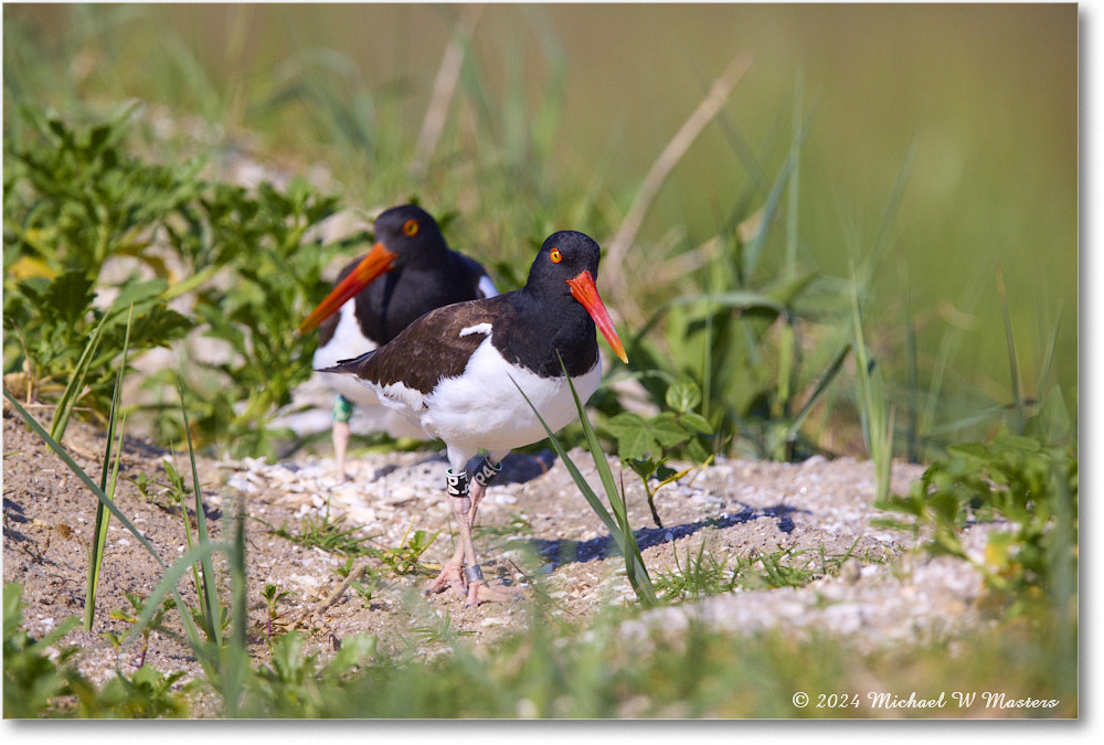 Oystercatcher_ChincoNWR_2024Jun_R5B28350