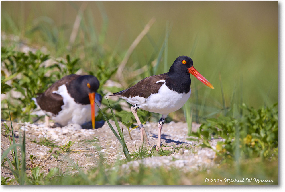 Oystercatcher_ChincoNWR_2024Jun_R5B28353