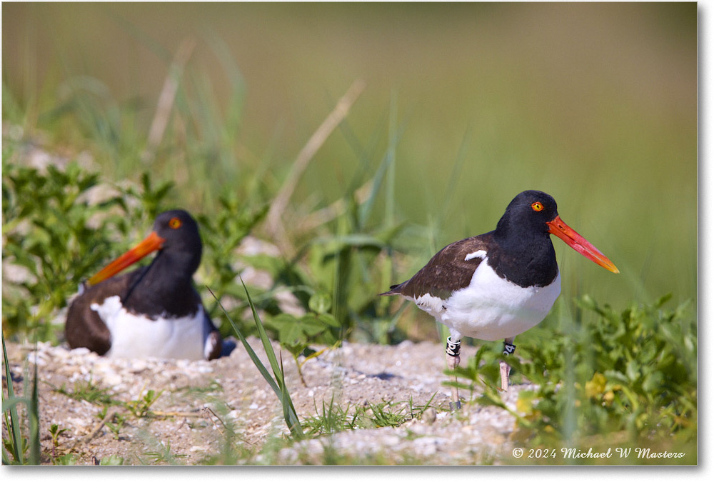 Oystercatcher_ChincoNWR_2024Jun_R5B28374