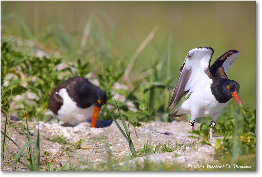 Oystercatcher_ChincoNWR_2024Jun_R5B28399