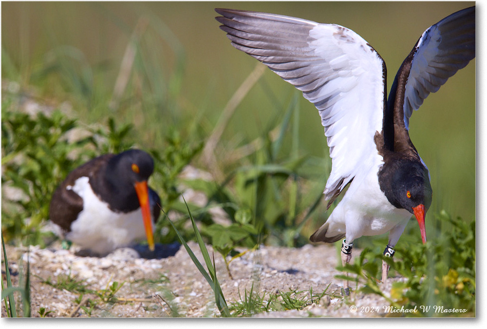 Oystercatcher_ChincoNWR_2024Jun_R5B28400