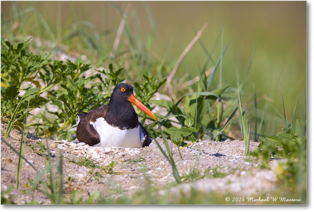 Oystercatcher_ChincoNWR_2024Jun_R5B28410