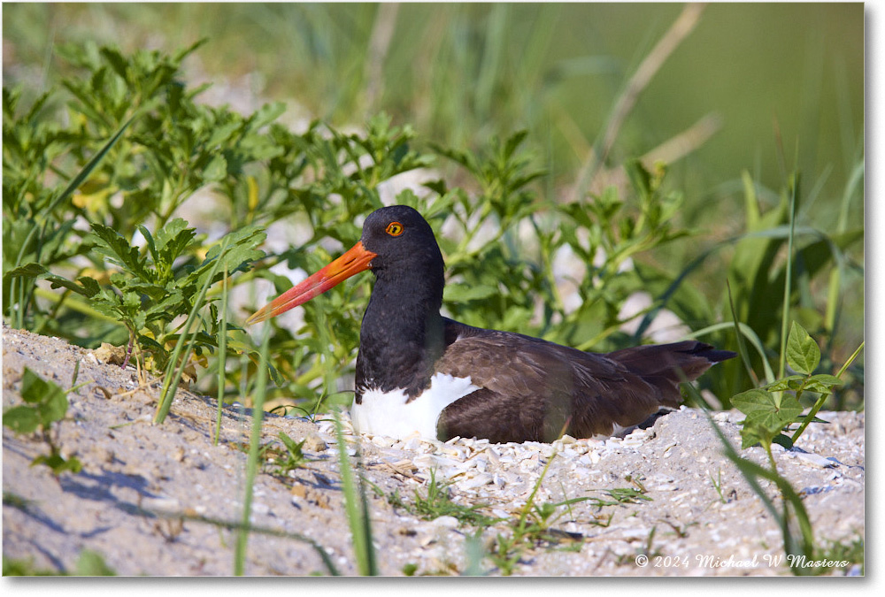 Oystercatcher_ChincoNWR_2024Jun_R5B30114