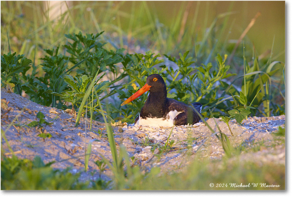 Oystercatcher_ChincoNWR_2024Jun_R5B30137