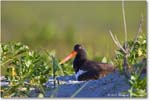 Oystercatcher_ChincoNWR_2024Jun_R5A23331 copy