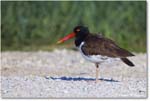 Oystercatcher_ChincoNWR_2024Jun_R5A23577 copy