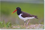 Oystercatcher_ChincoNWR_2024Jun_R5A24062 copy