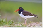 Oystercatcher_ChincoNWR_2024Jun_R5A24086 copy