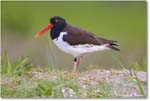 Oystercatcher_ChincoNWR_2024Jun_R5A24122 copy