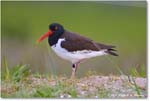 Oystercatcher_ChincoNWR_2024Jun_R5A24147 copy