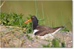 Oystercatcher_ChincoNWR_2024Jun_R5B28237 copy