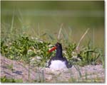 Oystercatcher_ChincoNWR_2024Jun_R5B28288 copy