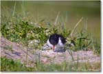 Oystercatcher_ChincoNWR_2024Jun_R5B28291 copy