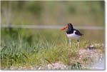 Oystercatcher_ChincoNWR_2024Jun_R5B28309 copy