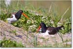 Oystercatcher_ChincoNWR_2024Jun_R5B28339 copy