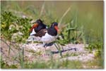 Oystercatcher_ChincoNWR_2024Jun_R5B28350 copy