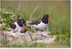 Oystercatcher_ChincoNWR_2024Jun_R5B28353 copy