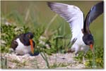 Oystercatcher_ChincoNWR_2024Jun_R5B28400 copy