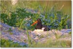 Oystercatcher_ChincoNWR_2024Jun_R5B30137 copy