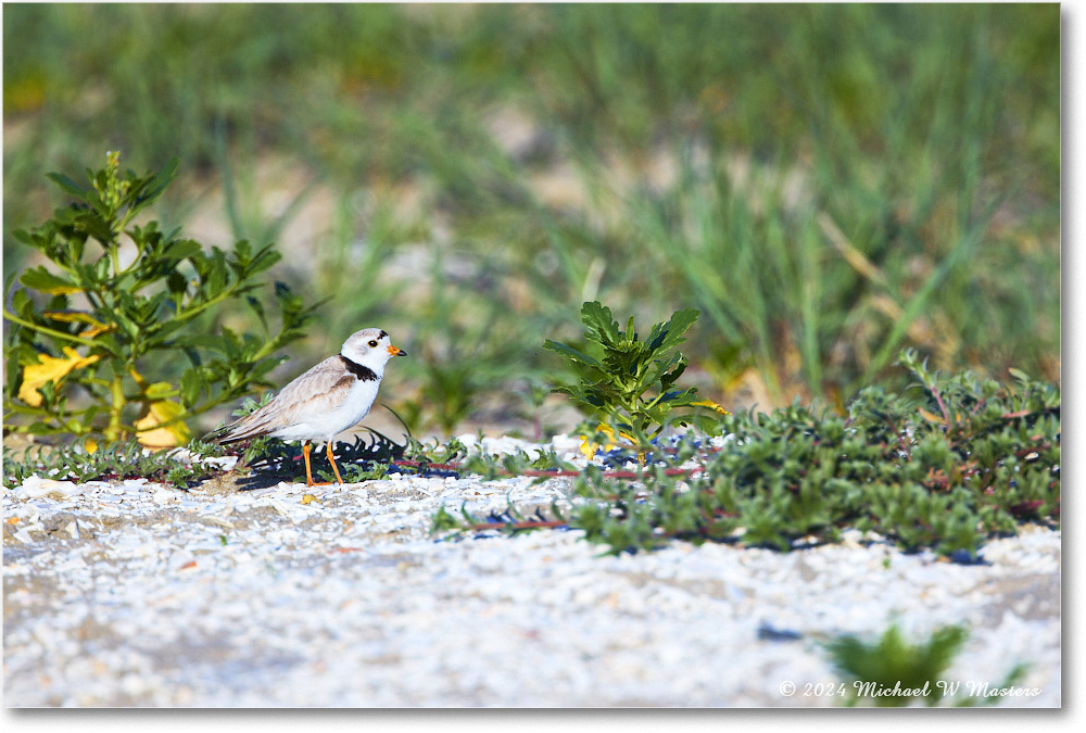 PipingPlover_ChincoNWR_2024Jun_R5A23369