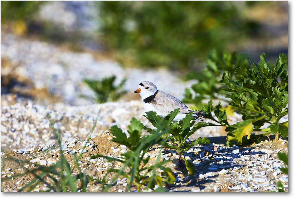 PipingPlover_ChincoNWR_2024Jun_R5A23459