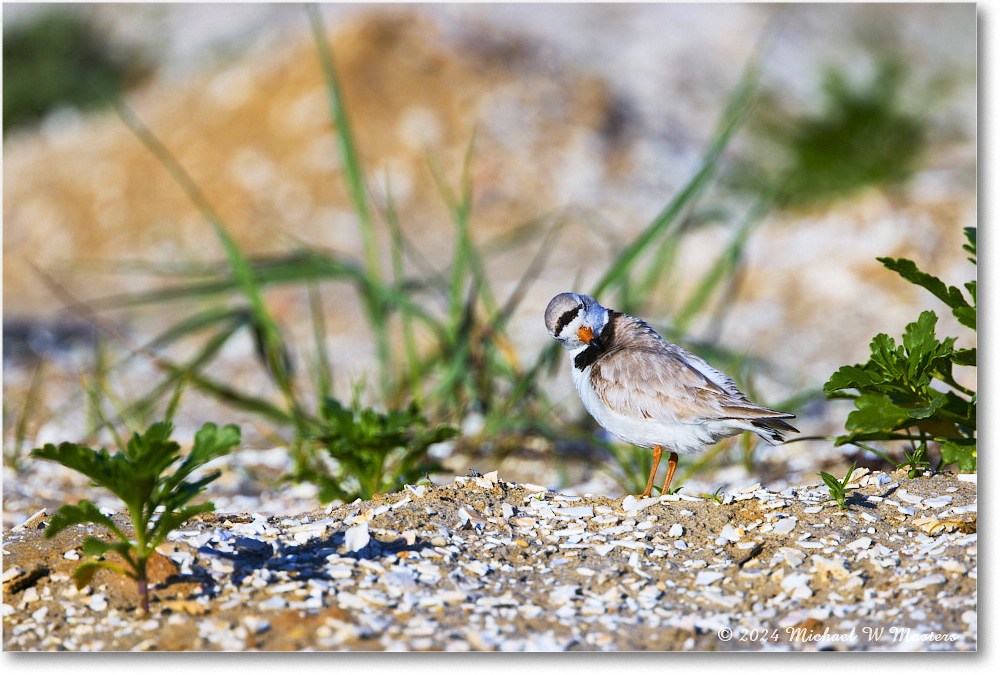 PipingPlover_ChincoNWR_2024Jun_R5A23481