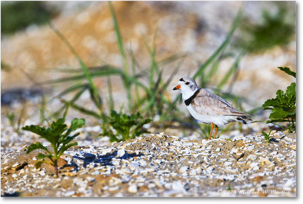 PipingPlover_ChincoNWR_2024Jun_R5A23486