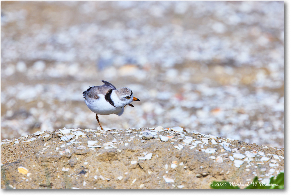 PipingPlover_ChincoNWR_2024Jun_R5A23592