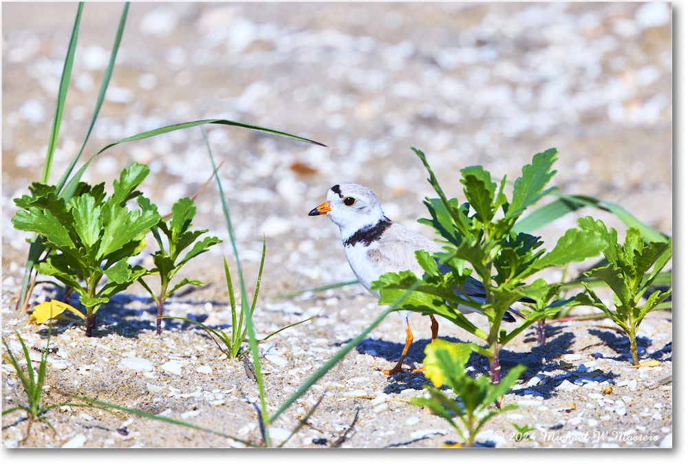 PipingPlover_ChincoNWR_2024Jun_R5A23599