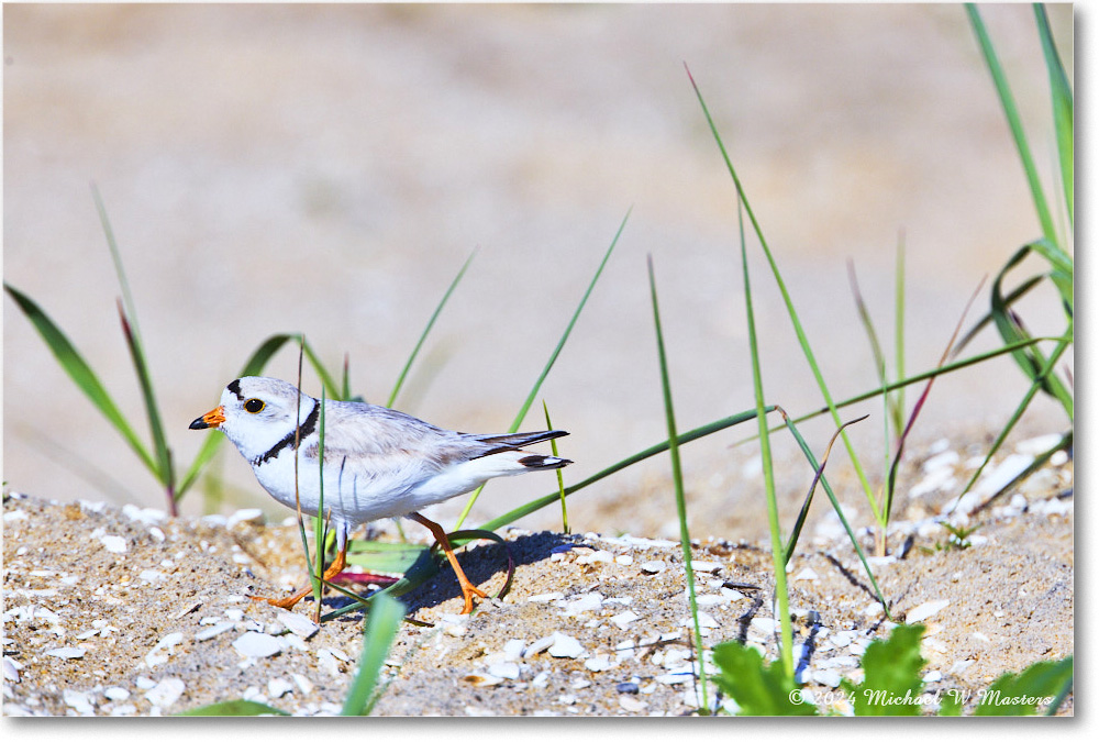 PipingPlover_ChincoNWR_2024Jun_R5A23601