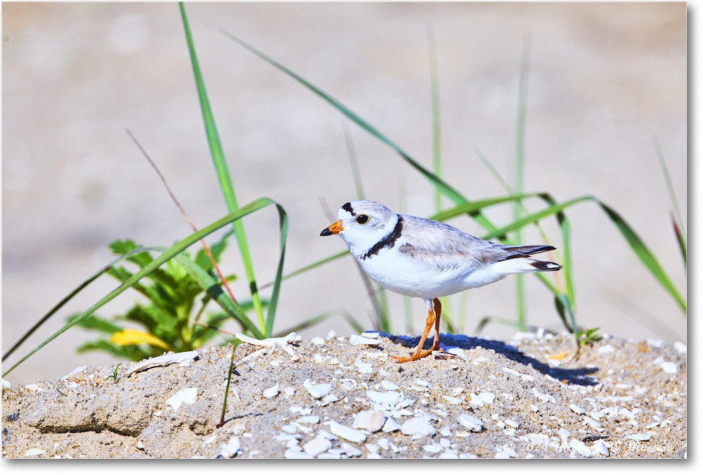 PipingPlover_ChincoNWR_2024Jun_R5A23603