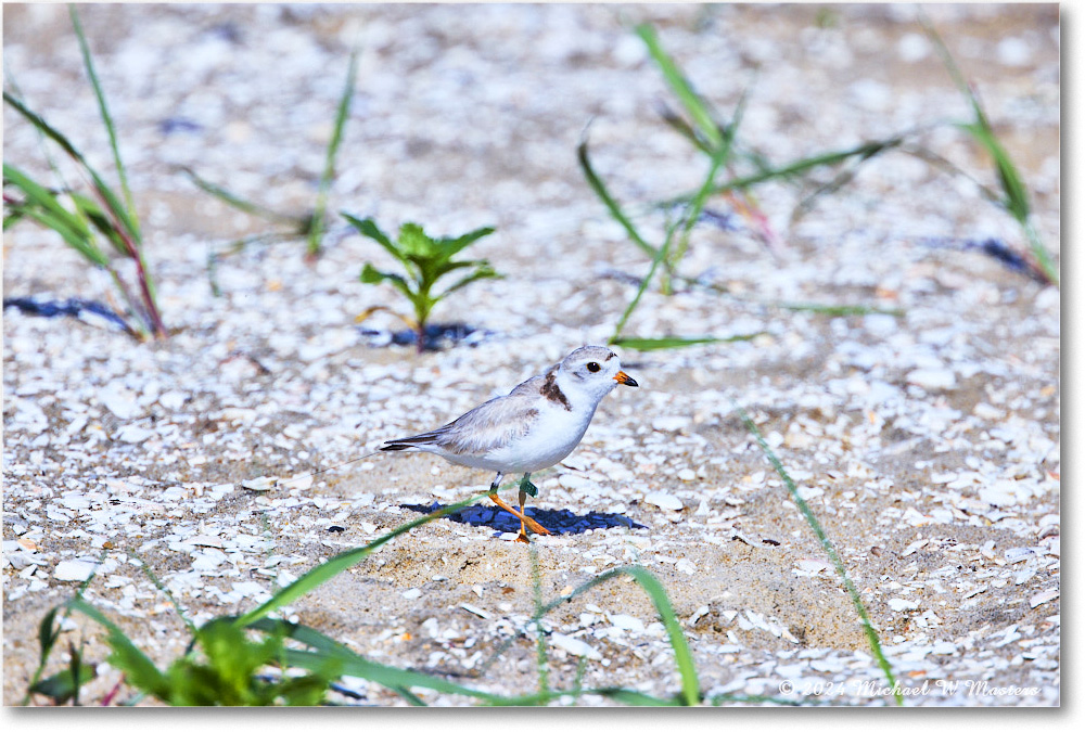 PipingPlover_ChincoNWR_2024Jun_R5A23606