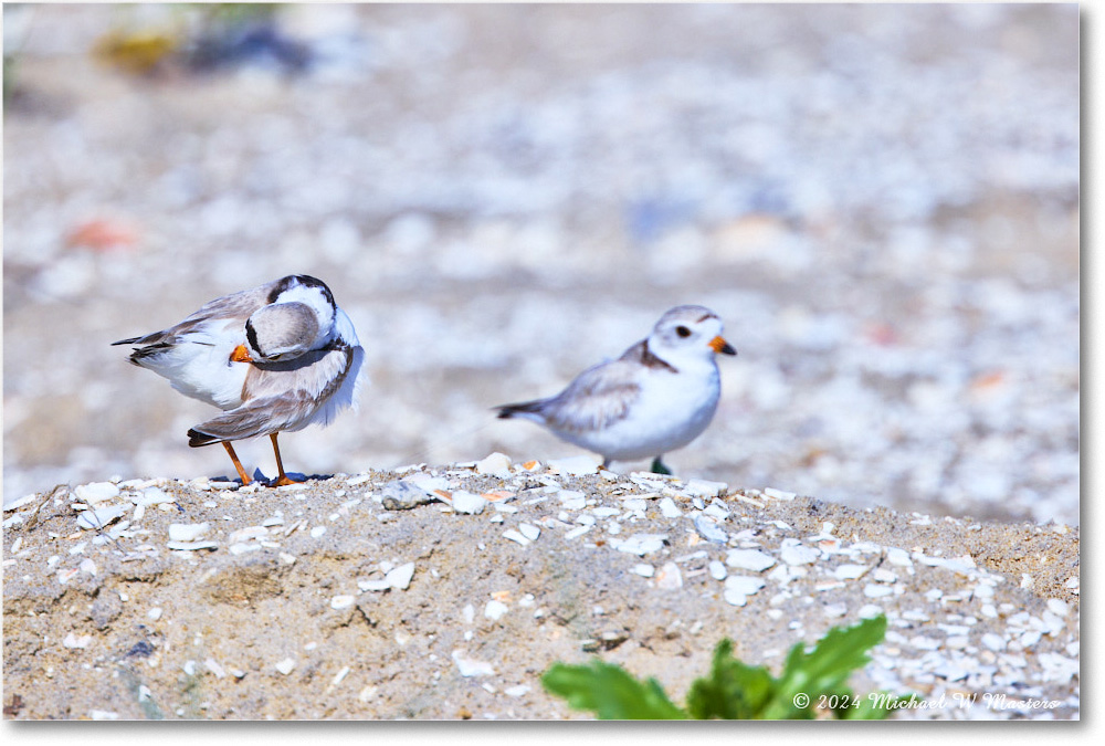 PipingPlover_ChincoNWR_2024Jun_R5A23661